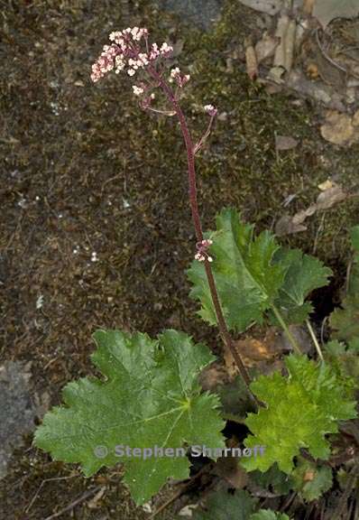 heuchera micrantha 3 graphic